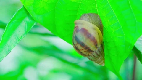 A large snail sits motionless on a green leaf. Stock Footage 250932246