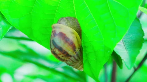A large snail sits motionless on a green leaf. Stock Footage 250932576