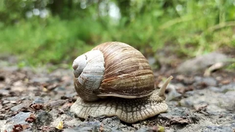 A large snail slowly crawls out of its shell in a green forest. Stock Footage 239907871