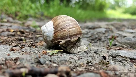A large snail slowly crawls out of its shell in a green forest. Stock Footage 239908057