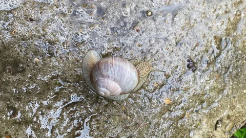Large snail slowly moves towards its target on the wet sidewalk. Stock Footage 155384691