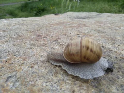 Large snail on the stone. Stock Photos
