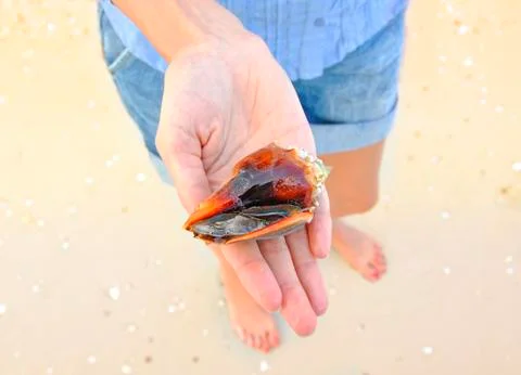 Large snail strip Stock Photos