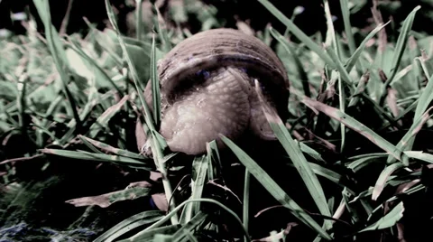 Large snail turns around and crawling on the grass at sunset Vídeos de archivo 39863532