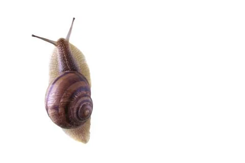 A large snail on a white background is crawling. Stockfoto's