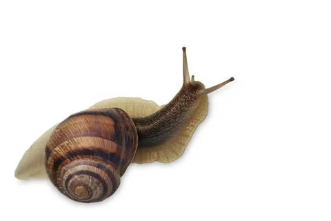 A large snail on a white background is crawling. Stockfoto's