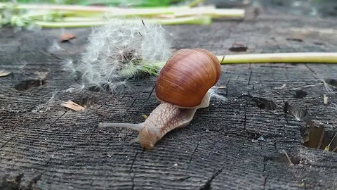 A large snail in the woods, crawling on a stump next to a dandelion. Stock Footage 159174175