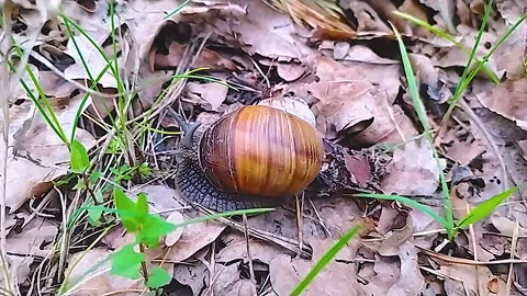 A large snail in the woods, crawling on a stump next to a dandelion. Stock Footage 159174608
