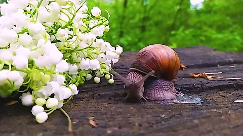 A large snail in the woods, next to a bouquet of lilies of the valley crawls on Stock Footage 159174621
