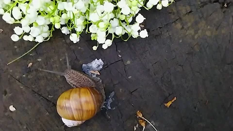 A large snail in the woods, next to a bouquet of lilies of the valley crawls on Stock Footage 159174876