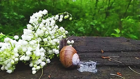 A large snail in the woods, next to a bouquet of lilies of the valley crawls on Stock Footage 159174918
