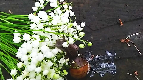 A large snail in the woods, next to a bouquet of lilies of the valley crawls on Stock Footage 159175356
