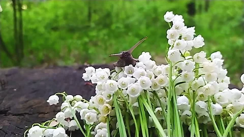 A large snail in the woods, next to a bouquet of lilies of the valley crawls on Stock Footage 159175414
