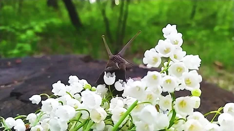 A large snail in the woods, next to a bouquet of lilies of the valley crawls on Stock Footage 159175532