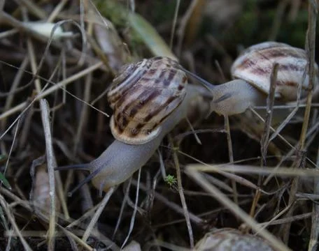 Large snails crawl on dry grass after summer rain Stock Photos