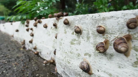 Large snails crawling on the curb after rain, slow motion. Stock Footage 93255031