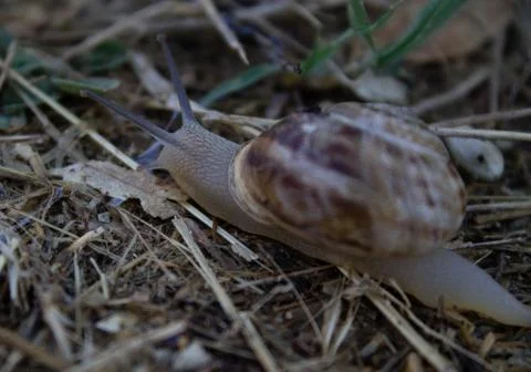 Large snails crawling on dry grass after a summer warm rain Stock Photos