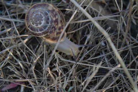 Large snails crawling on dry grass after a summer warm rain Stock Photos