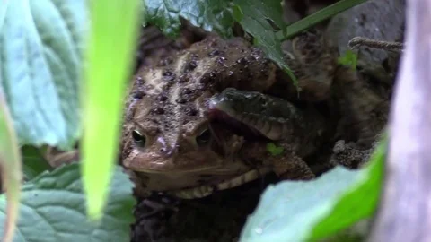 Large snake catches toad in forest struggle begins facing camera Stock Footage 79837840