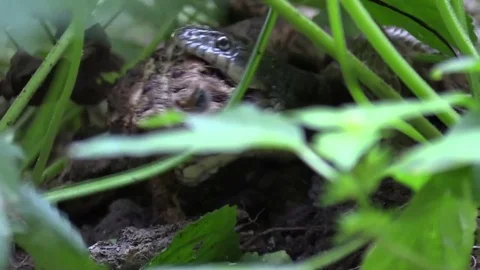 Large snake catches toad in forest struggle begins closeup Stock Footage 79837885