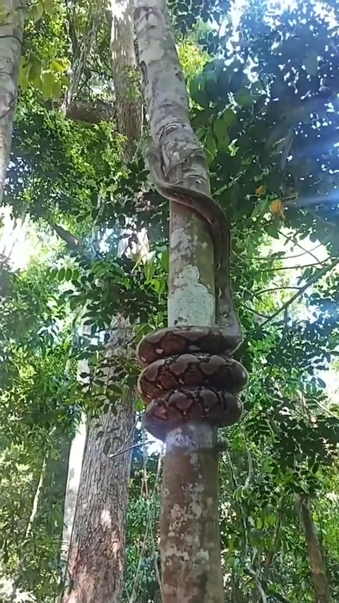 Large Snake Climbing a Tree, Thailand - 23 Feb 2026 Vidéo 331383984