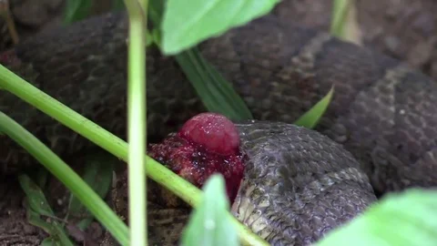 Large snake eating a toad in forest side view Stock Footage 79733938