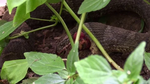 Large snake eating a toad in forest side view Stock Footage 79734165
