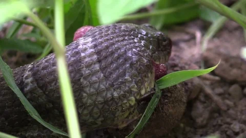Large snake eating a toad in forest zoom out Stock Footage 79734175