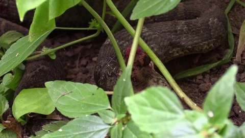 Large snake eating a toad in forest side view tail moveing out Stock Footage 79734222