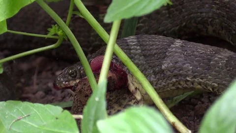 Large snake eating a toad in forest closeup Stock Footage 79734226