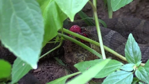 Large snake eating a toad in forest side view zoom in very close Stock Footage 79734612