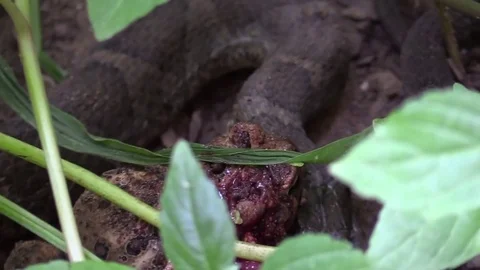 Large snake eating a toad in forest prey predator Video stock 79734867