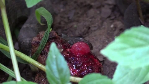 Large snake eating a toad in forest prey predator struggle Stock Footage 79734894