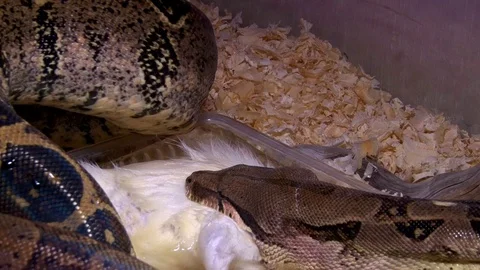 Large snake Eats Rat in Swamp Stock Footage 71630475