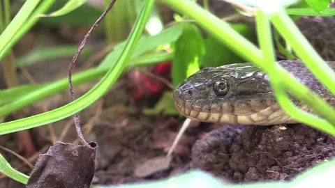 Large snake in forest opens mouth wide and slithers away Stock Footage 79701568