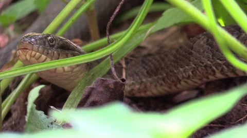 Large snake in forest opens mouth wide closeup Stock Footage 79701629