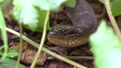 Large snake in forest opens mouth Video stock 79702335