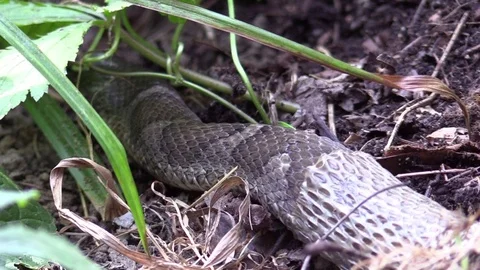 Large snake in forest shedding pulling out of skin closeup Vidéo 79703056