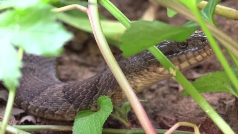 Large snake in forest slithers away Stock Footage 79701522