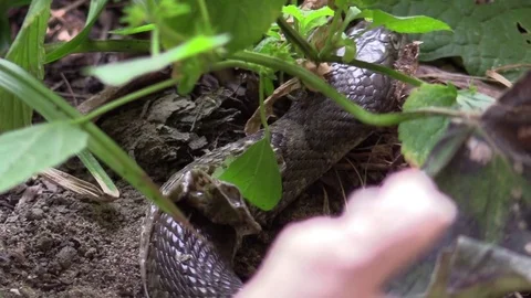 Large snake in forest starting to shed skin closeup Stock Footage 79703638
