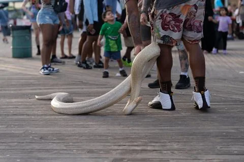 Large snake handled on a crowded boardwalk Photos
