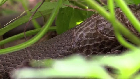 Large snake pulling out of skin in forest Vídeo Stock 79700983