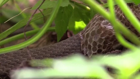 Large snake pulling out of skin in forest closeup Stock Footage 79701000