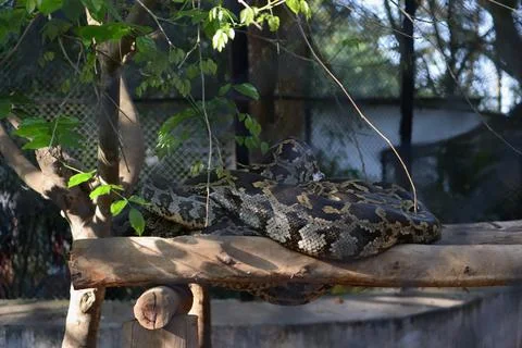 A large snake python, coiled on a wooden platform. The pattern on its scale.. Stock Photos