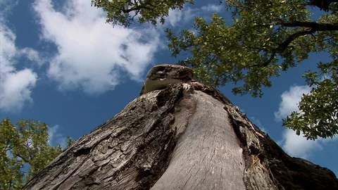A large snake rests its head on a tree branch while patiently waiting for Stock Footage 121581989