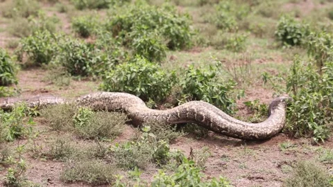 A large snake slithers through the grass on a dry, open landscape in Stock Footage 288106557
