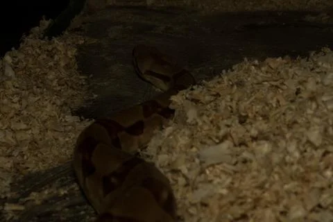 A large snake with spots creeps forward Stock Photos