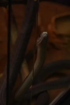 Large snake in terrarium. Spain Stock Photos