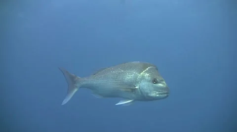 A large Snapper fish swimming past Stock Footage 8549547