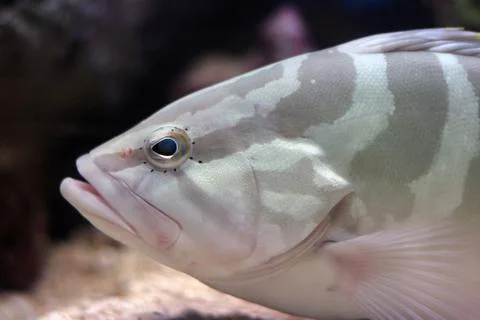 Large Snapper Stock Photos